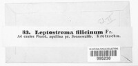 Cryptomycina pteridis image
